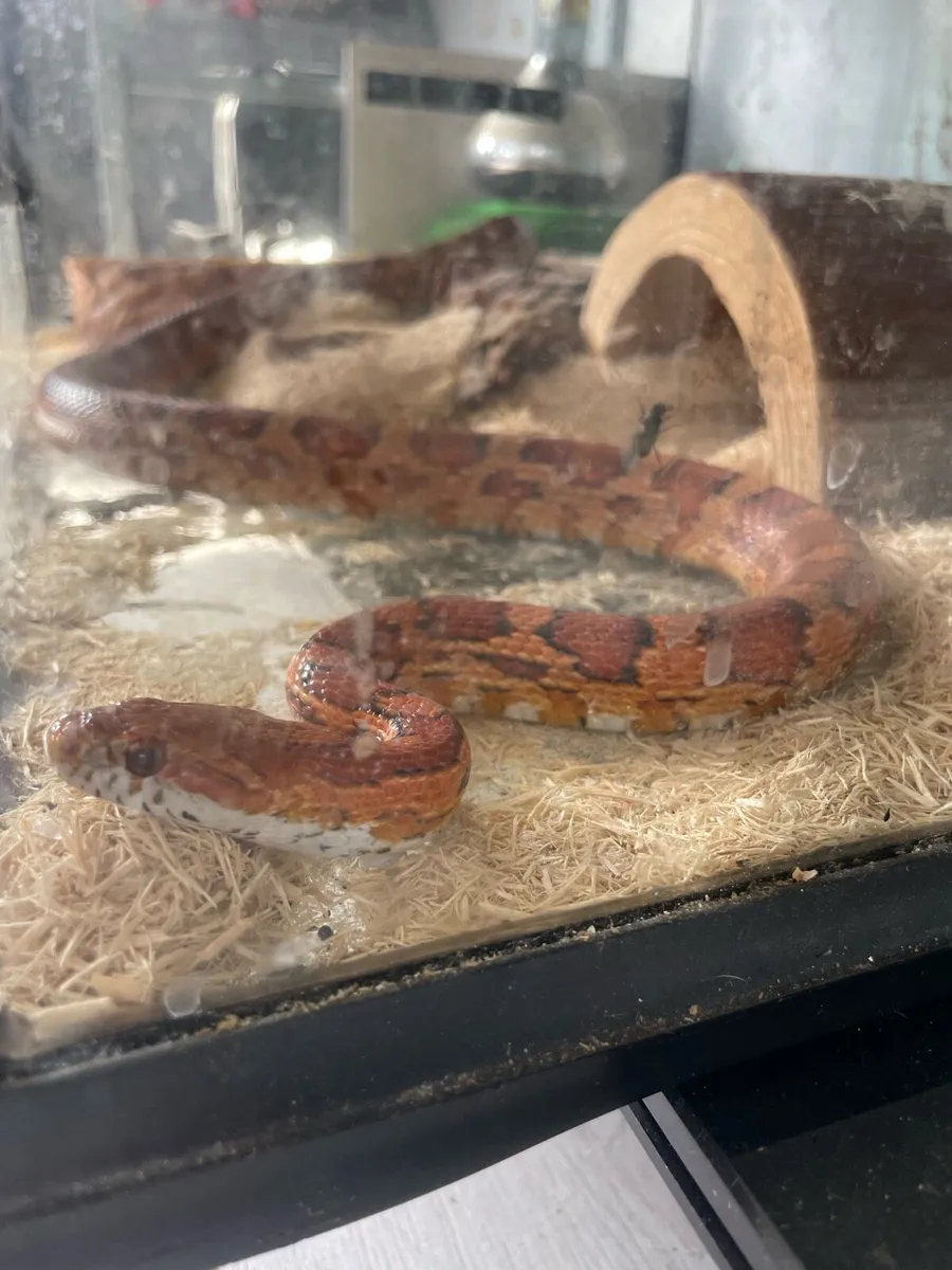Corn snake with tank - Image 2