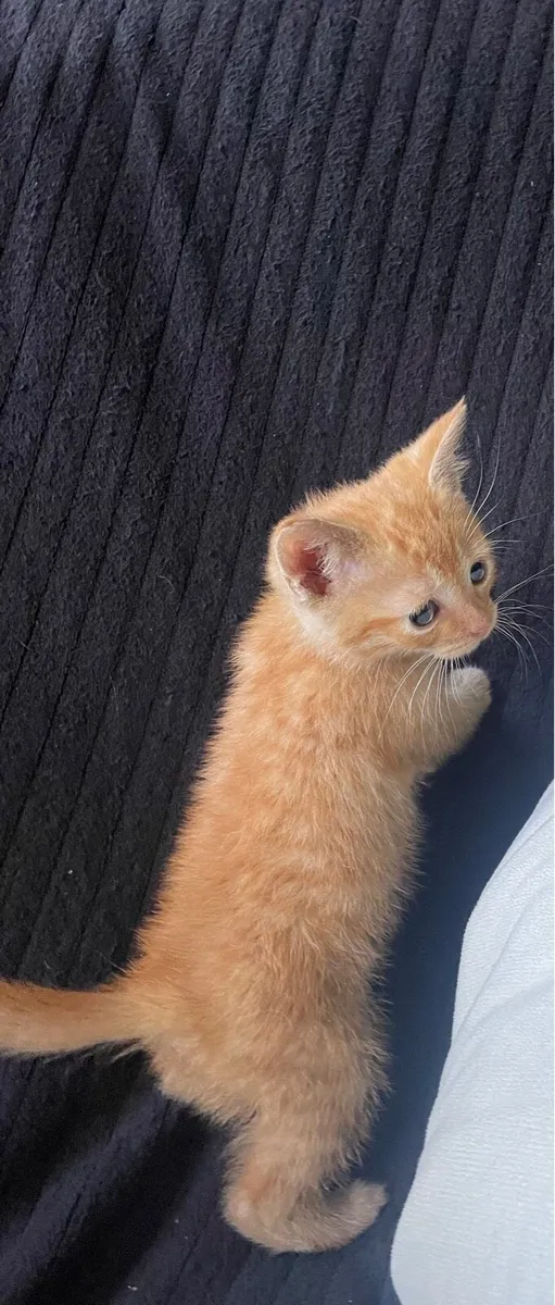 Kittens - Image 2