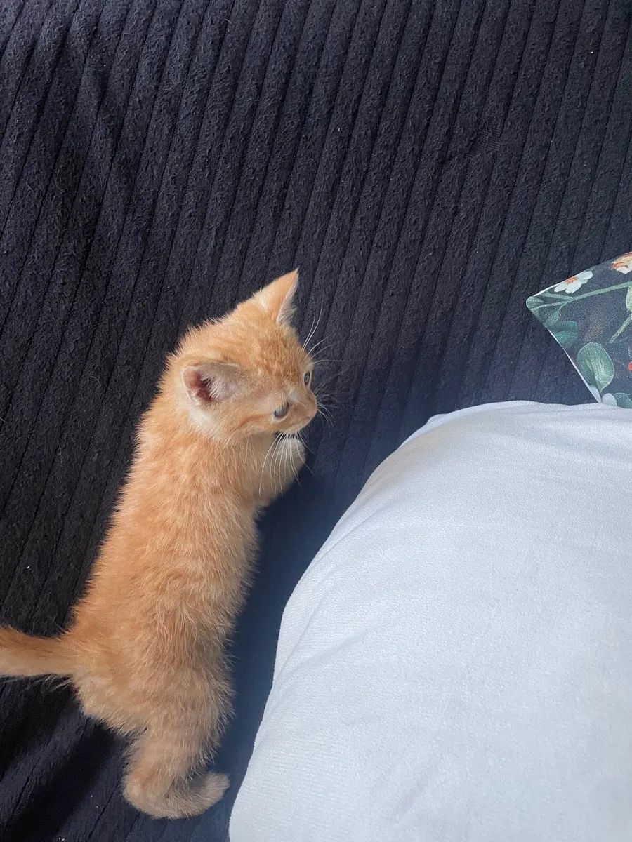 Kittens - Image 3