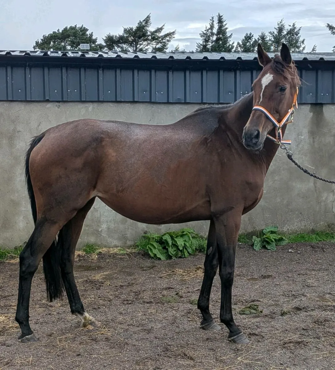 In foal mare - Image 1