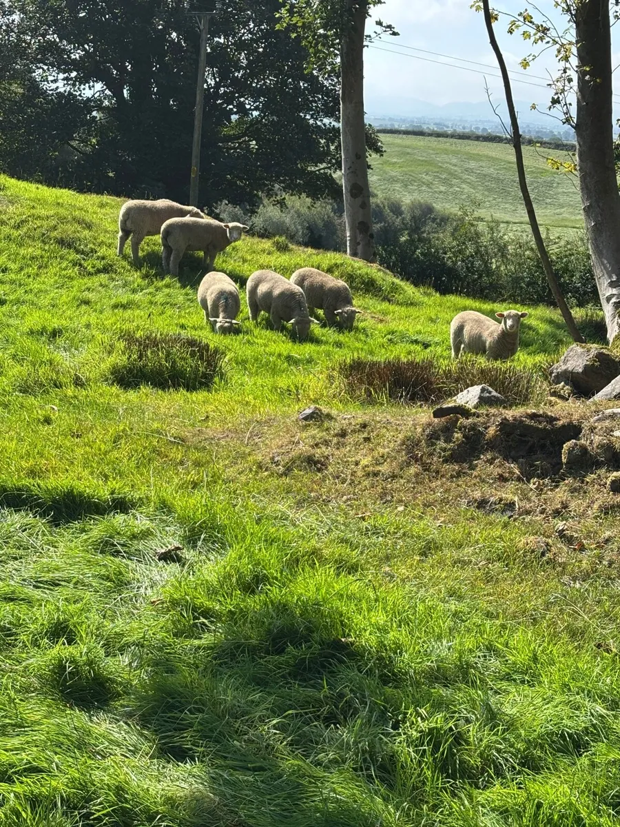 Pedigree  Dorset lambs - Image 1