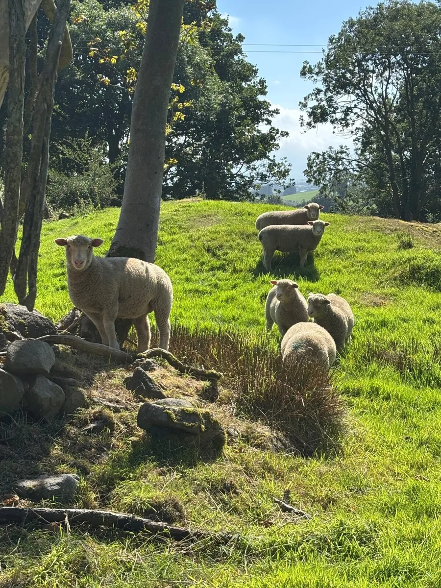 Pedigree  Dorset lambs - Image 2