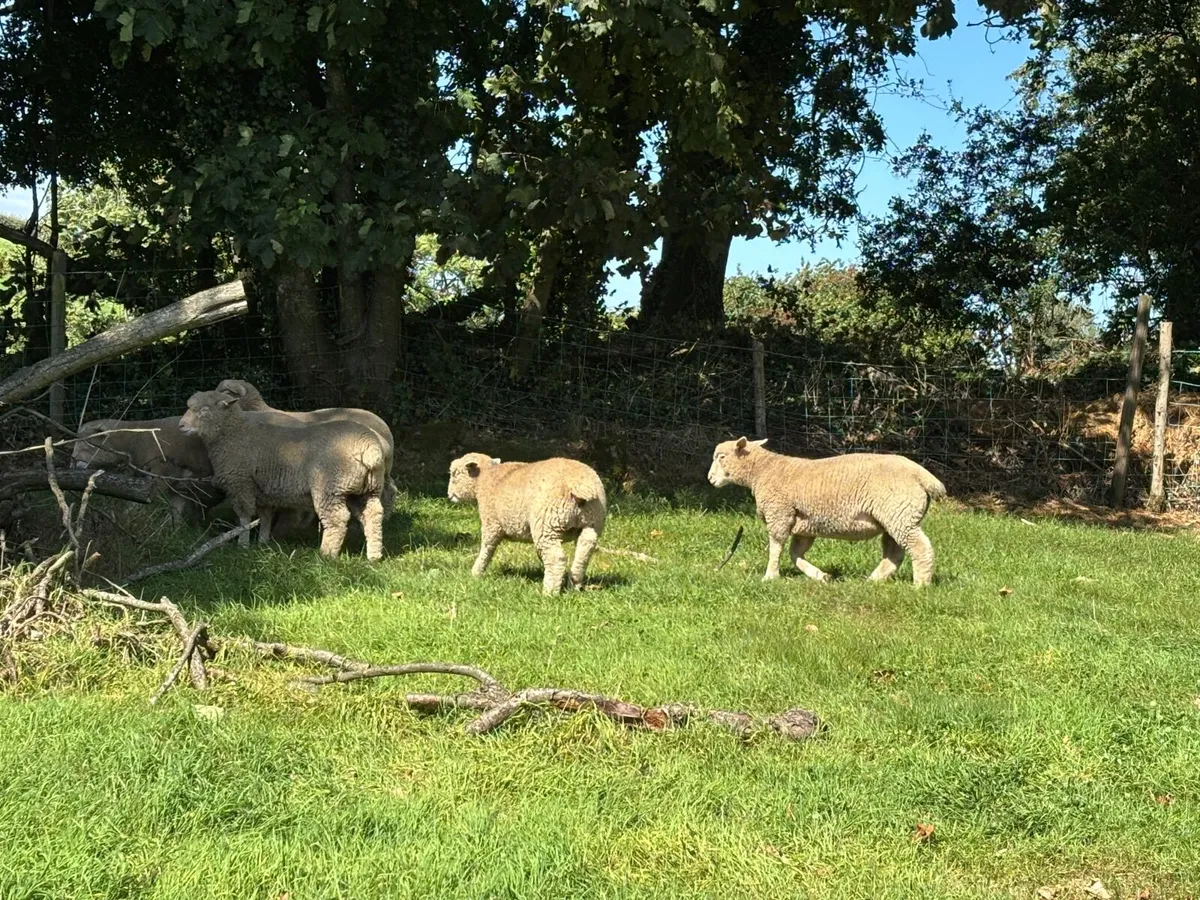 Pedigree  Dorset lambs - Image 3