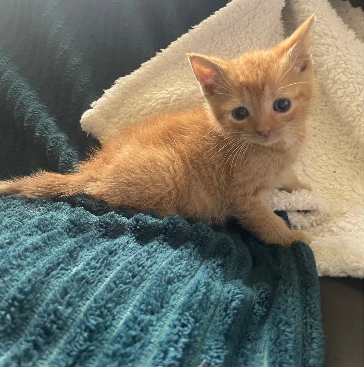 Kittens - Image 4