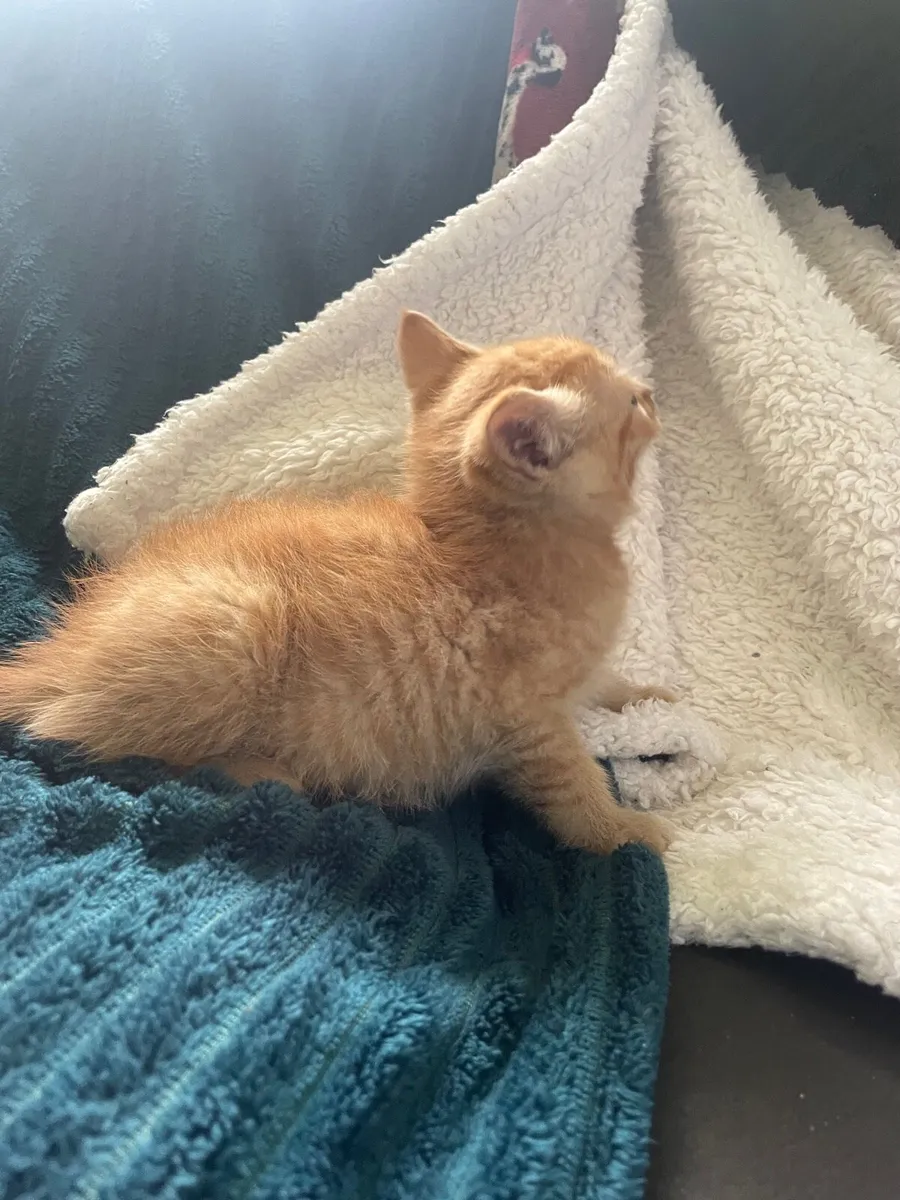 Kittens - Image 4