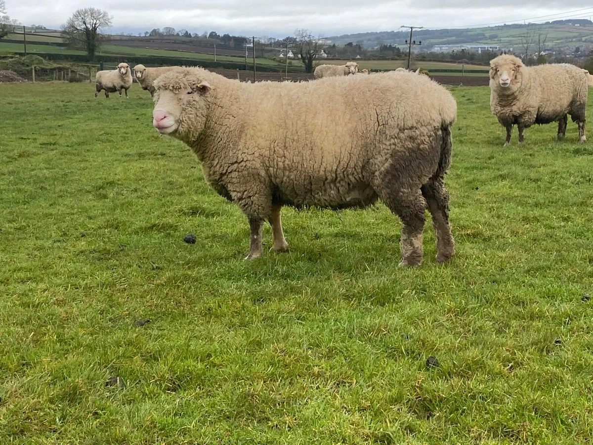 Pedigree  Dorset lambs - Image 4