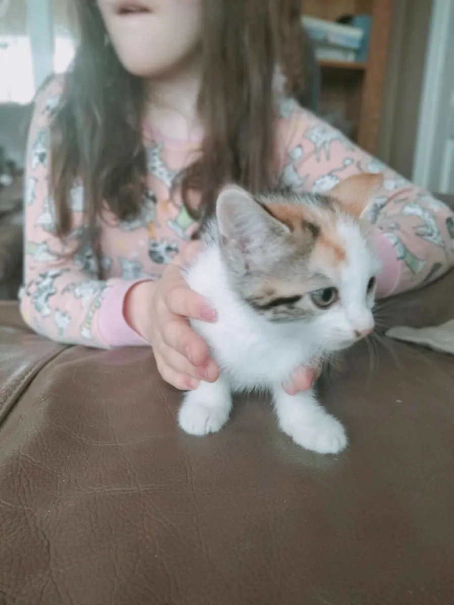 Gorgeous Kittens for sale! - Image 1
