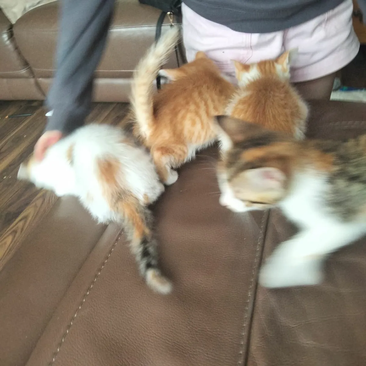 Gorgeous Kittens for sale! - Image 2