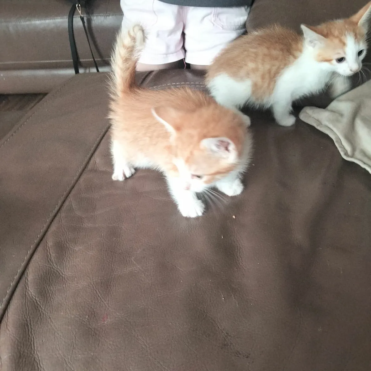 Gorgeous Kittens for sale! - Image 3