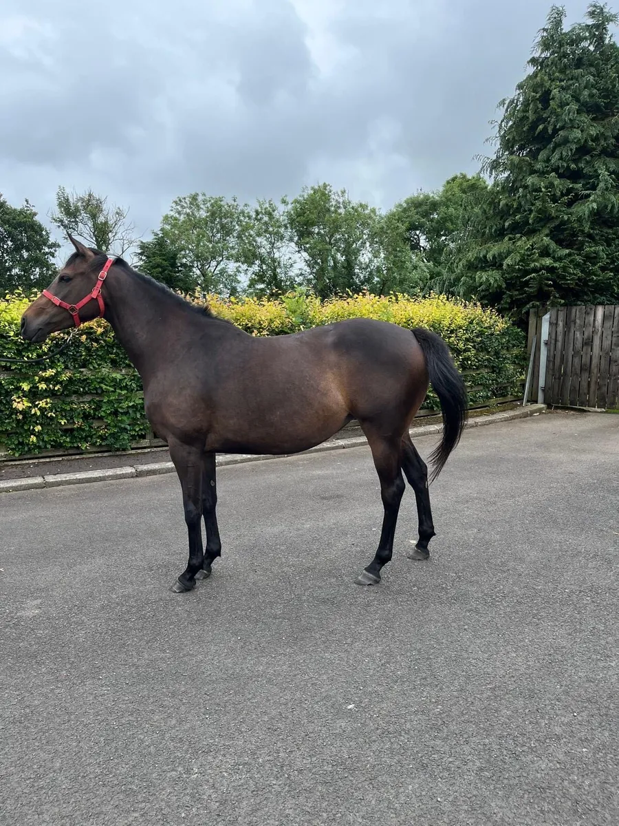 Tb 4yo filly - Image 1