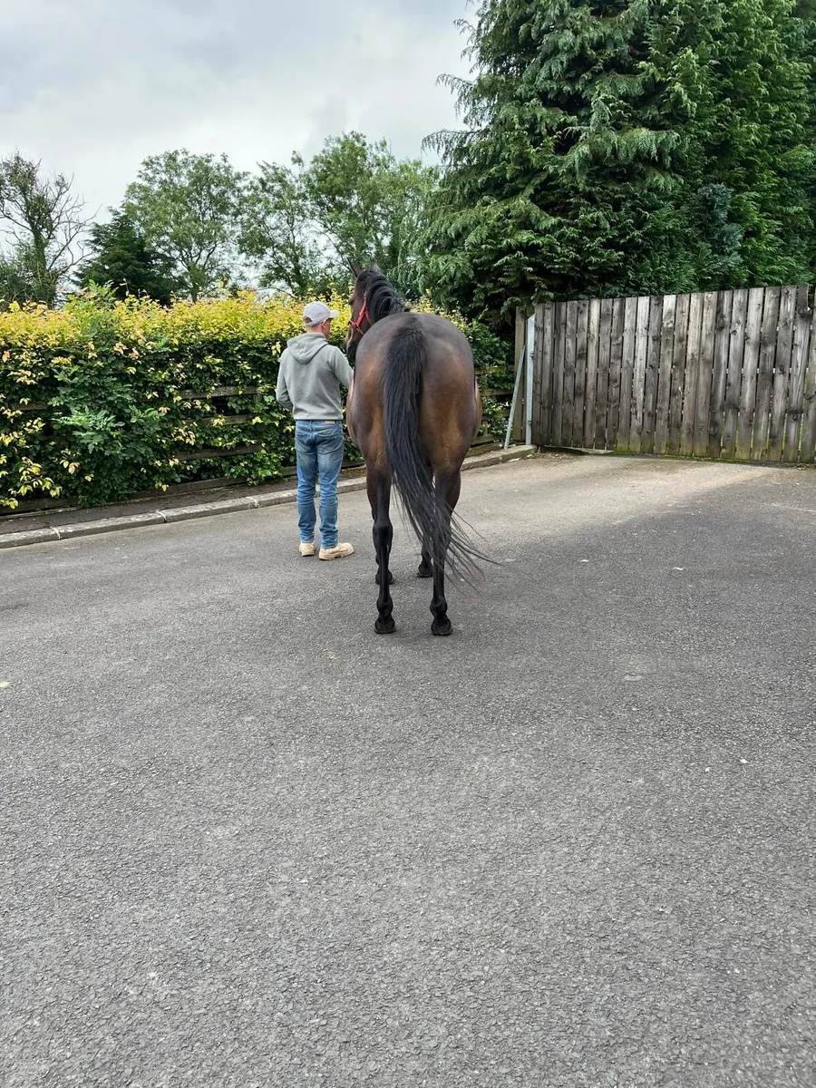 Tb 4yo filly - Image 2