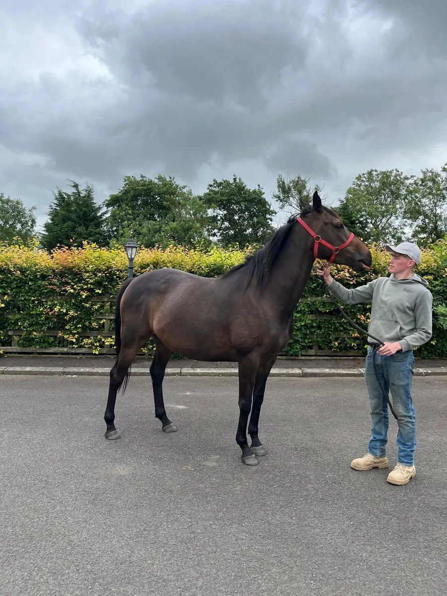 Tb 4yo filly - Image 3