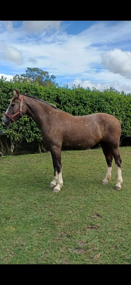 ID filly - Image 1