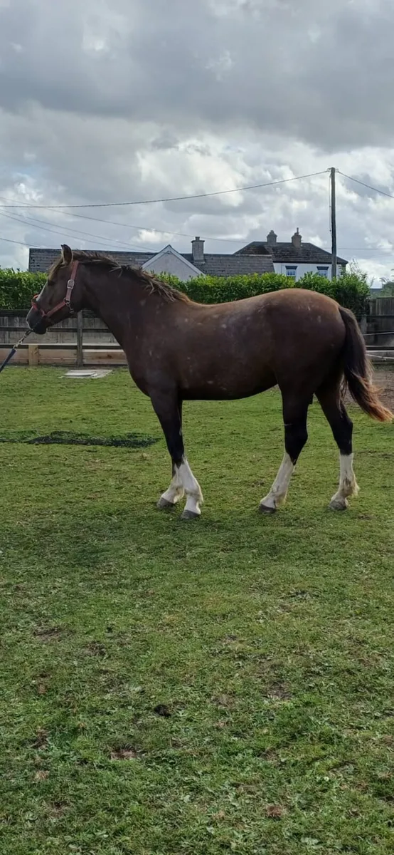 ID filly - Image 2