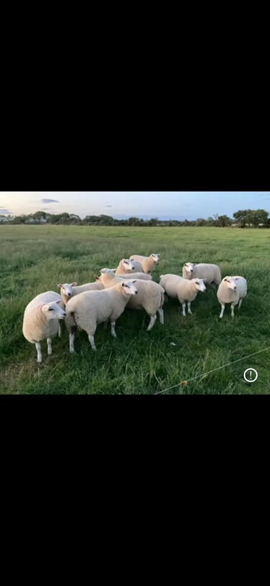 Belclare & Galway Hogget Rams/Ram Lambs - Image 2