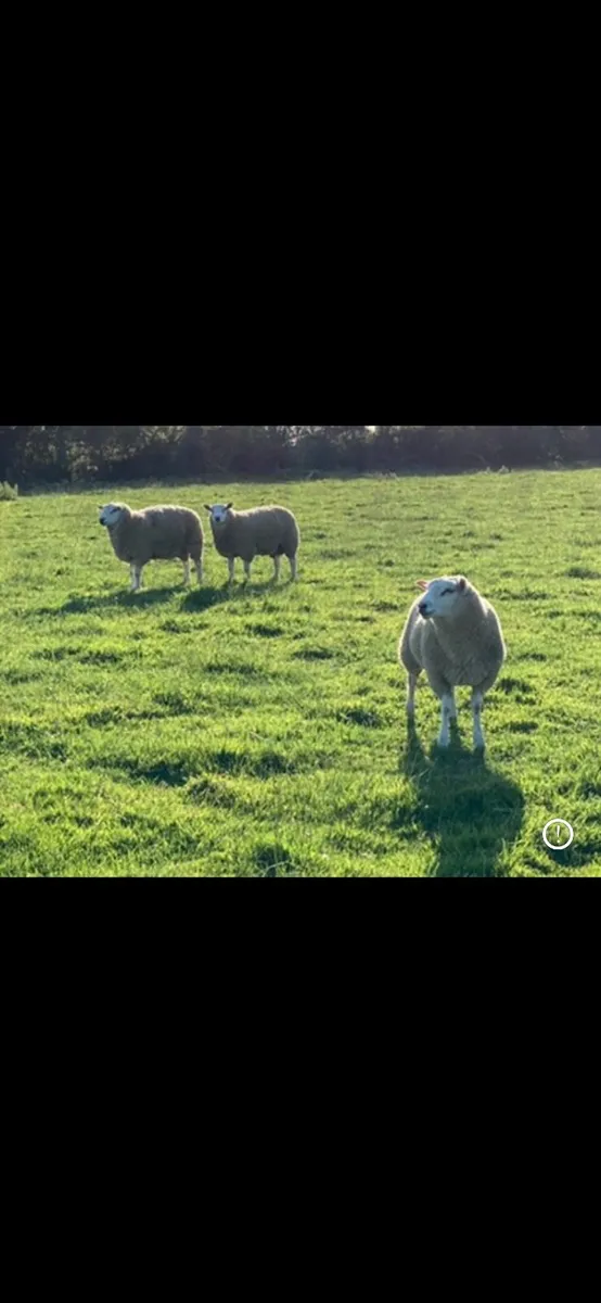 Belclare & Galway Hogget Rams/Ram Lambs - Image 3