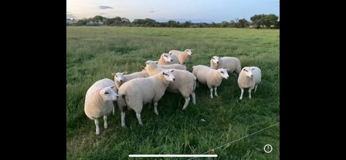Belclare & Galway Hogget Rams/Ram Lambs - Image 4
