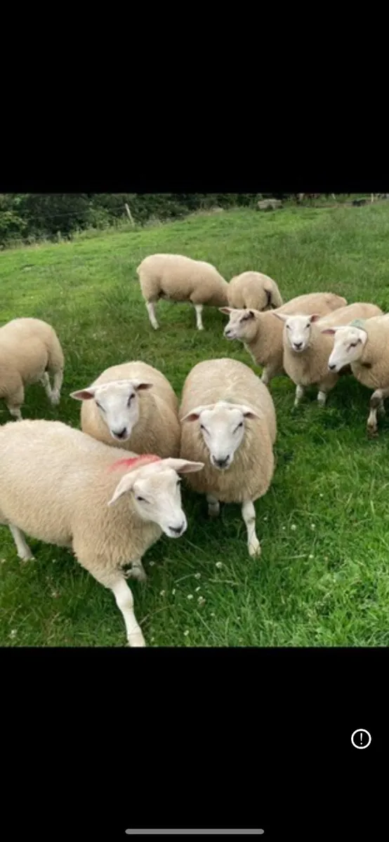 Belclare & Galway Hogget Rams/Ram Lambs - Image 1