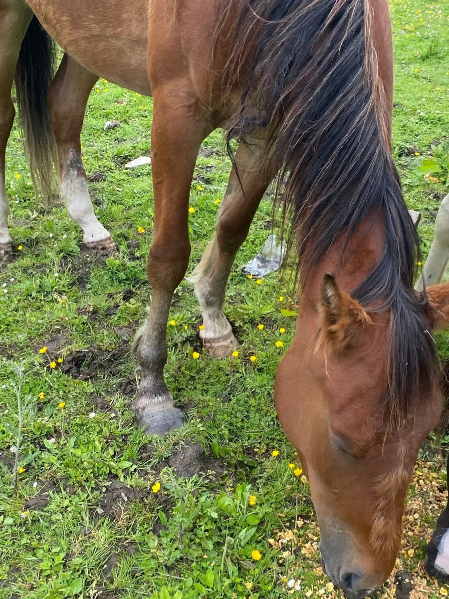 Horse - Image 1