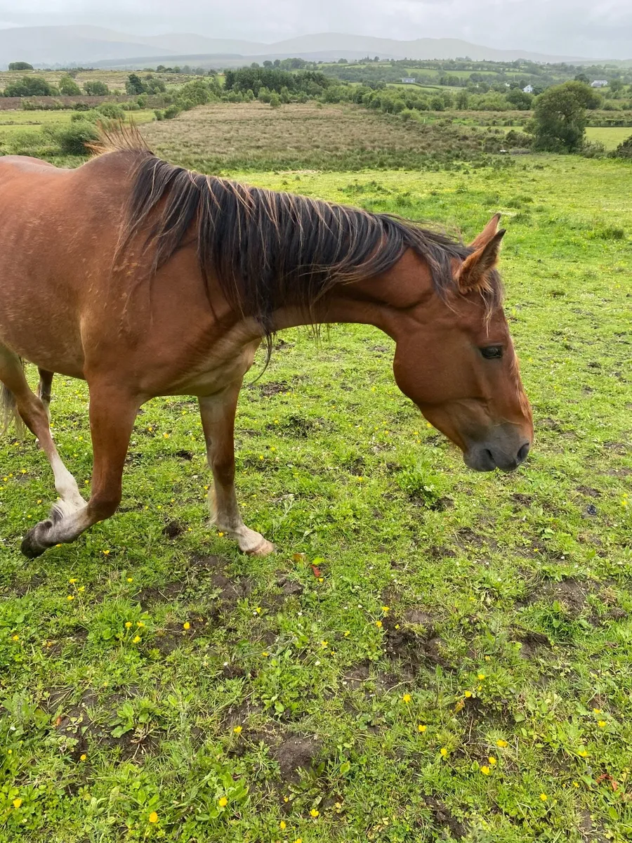 Horse - Image 2