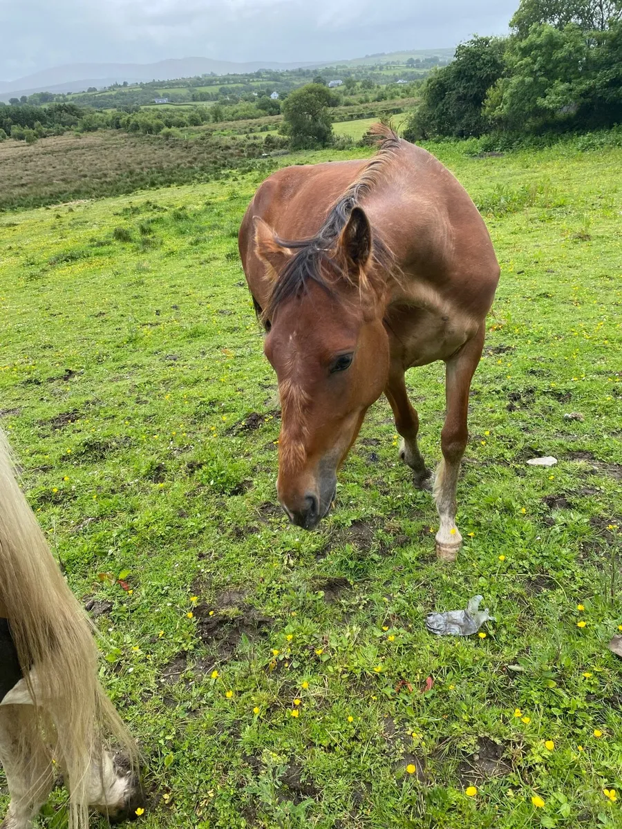 Horse - Image 3