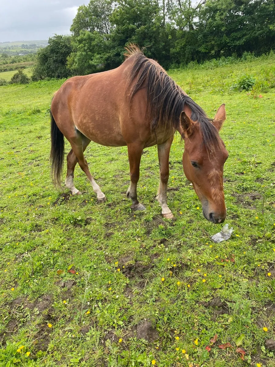 Horse - Image 4