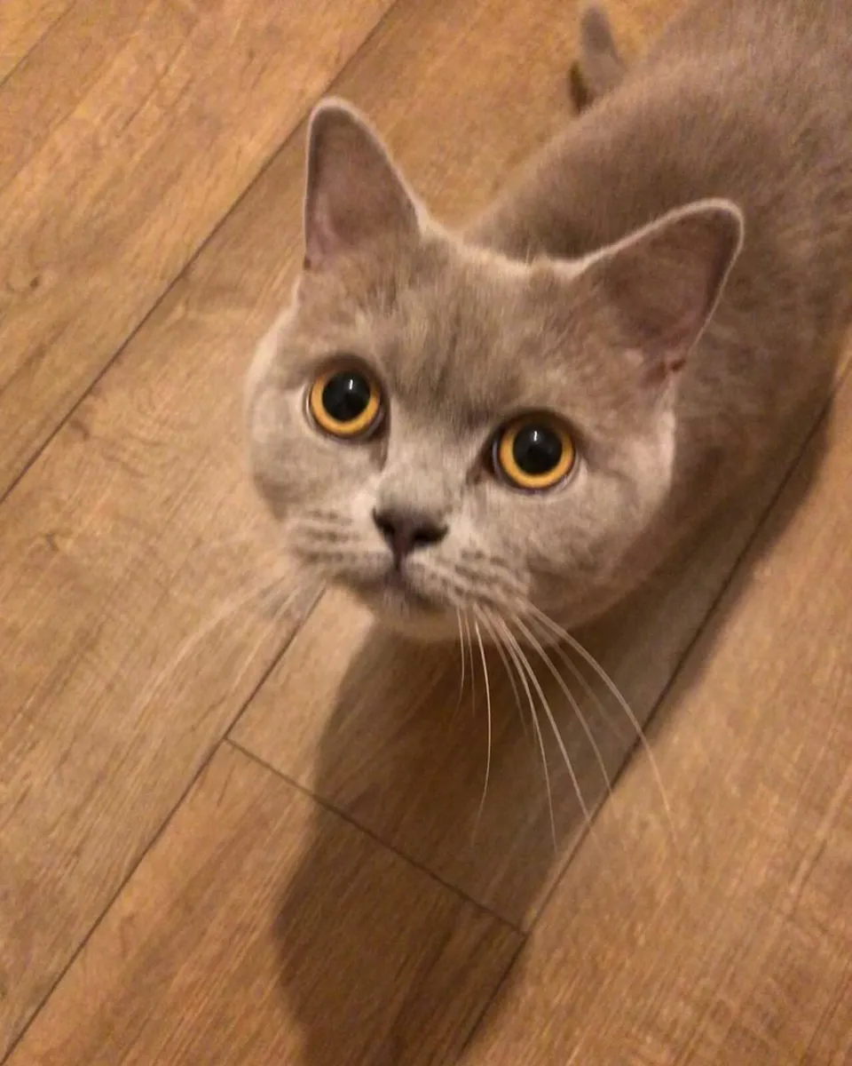 British Shorthair kittens - Image 2