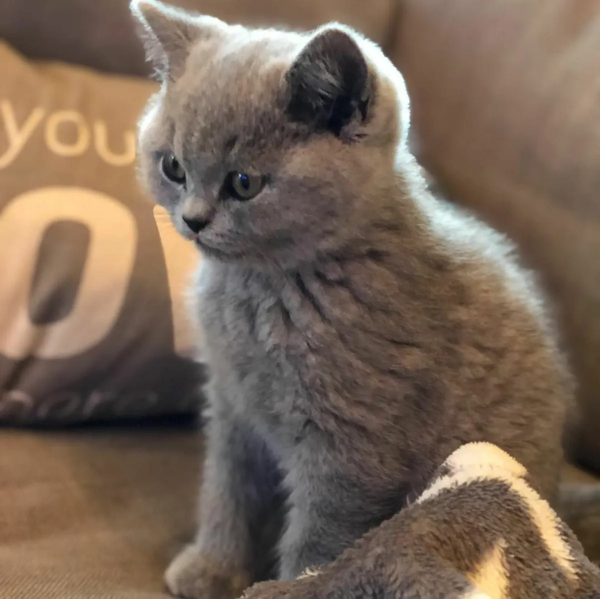 British Shorthair kittens - Image 3