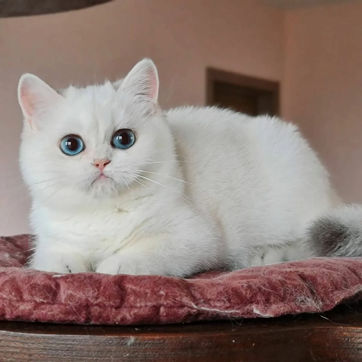British Shorthair kittens - Image 1