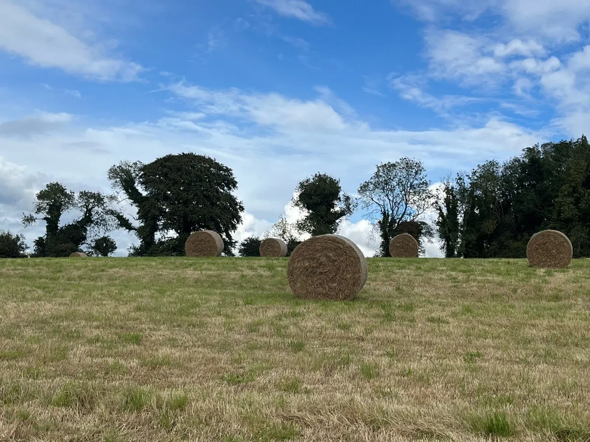 Hay for Sale - Image 1
