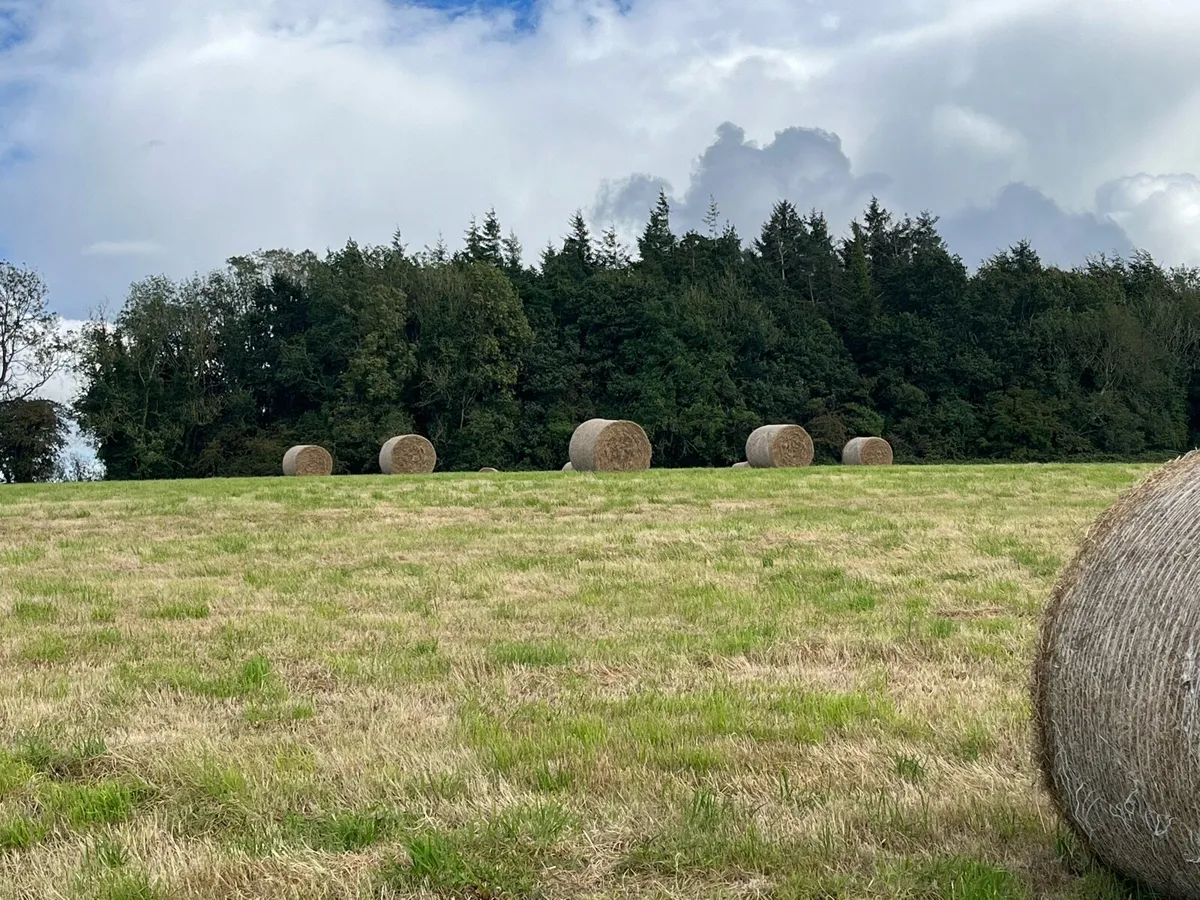 Hay for Sale - Image 2