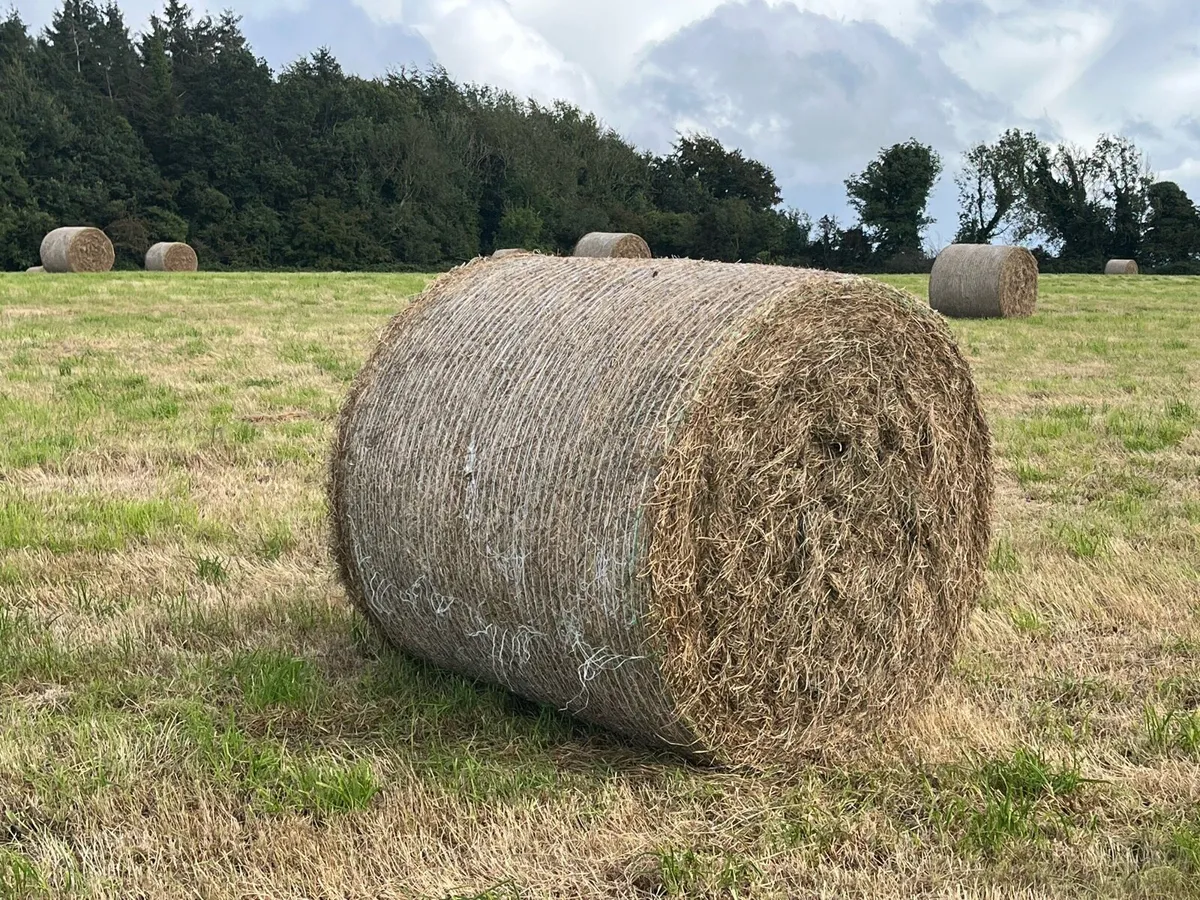 Hay for Sale - Image 3
