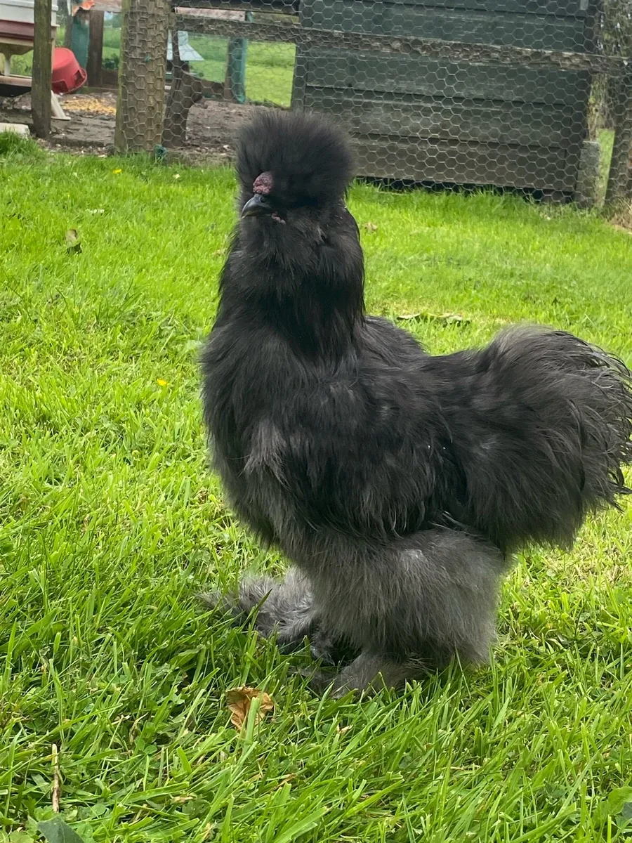 USA silkie rooster - Image 2