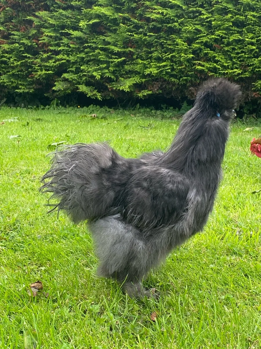 USA silkie rooster - Image 1