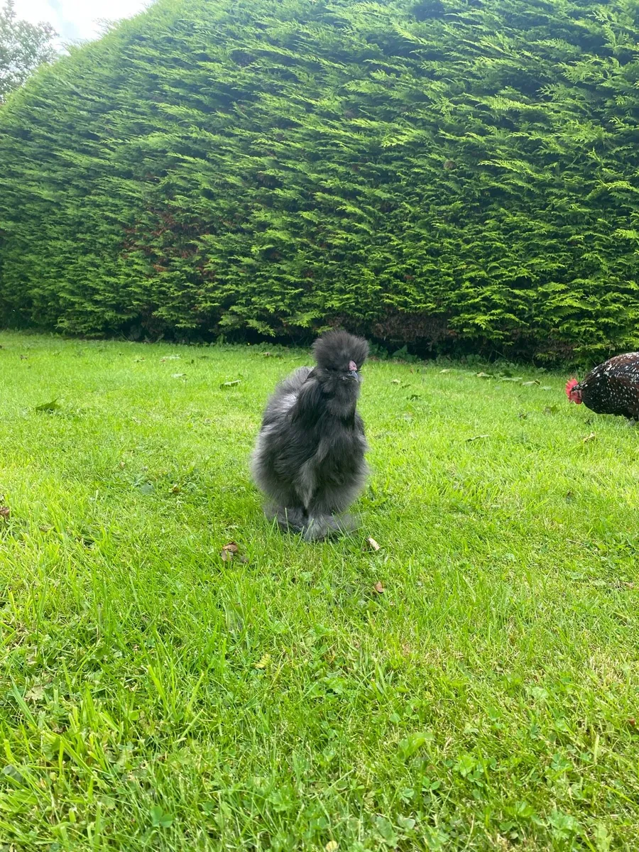 USA silkie rooster - Image 3
