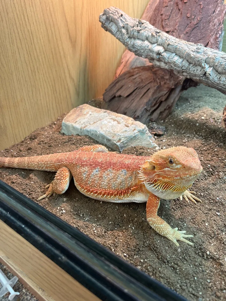 ✨Rare Super Citrus Tiger Bearded Dragon ✨ - Image 1