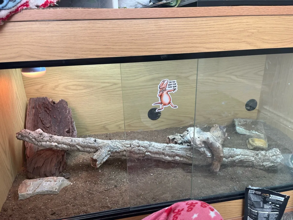 ✨Rare Super Citrus Tiger Bearded Dragon ✨ - Image 2