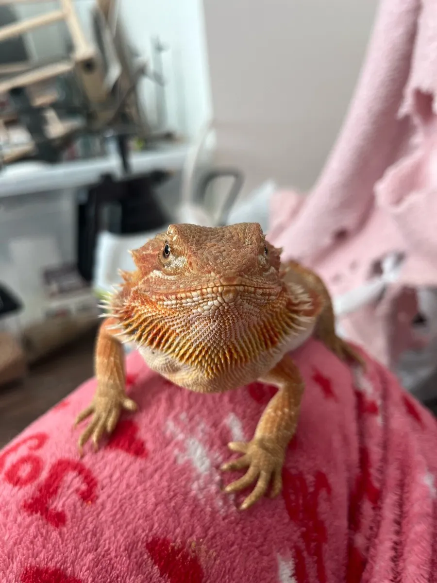 ✨Rare Super Citrus Tiger Bearded Dragon ✨ - Image 3