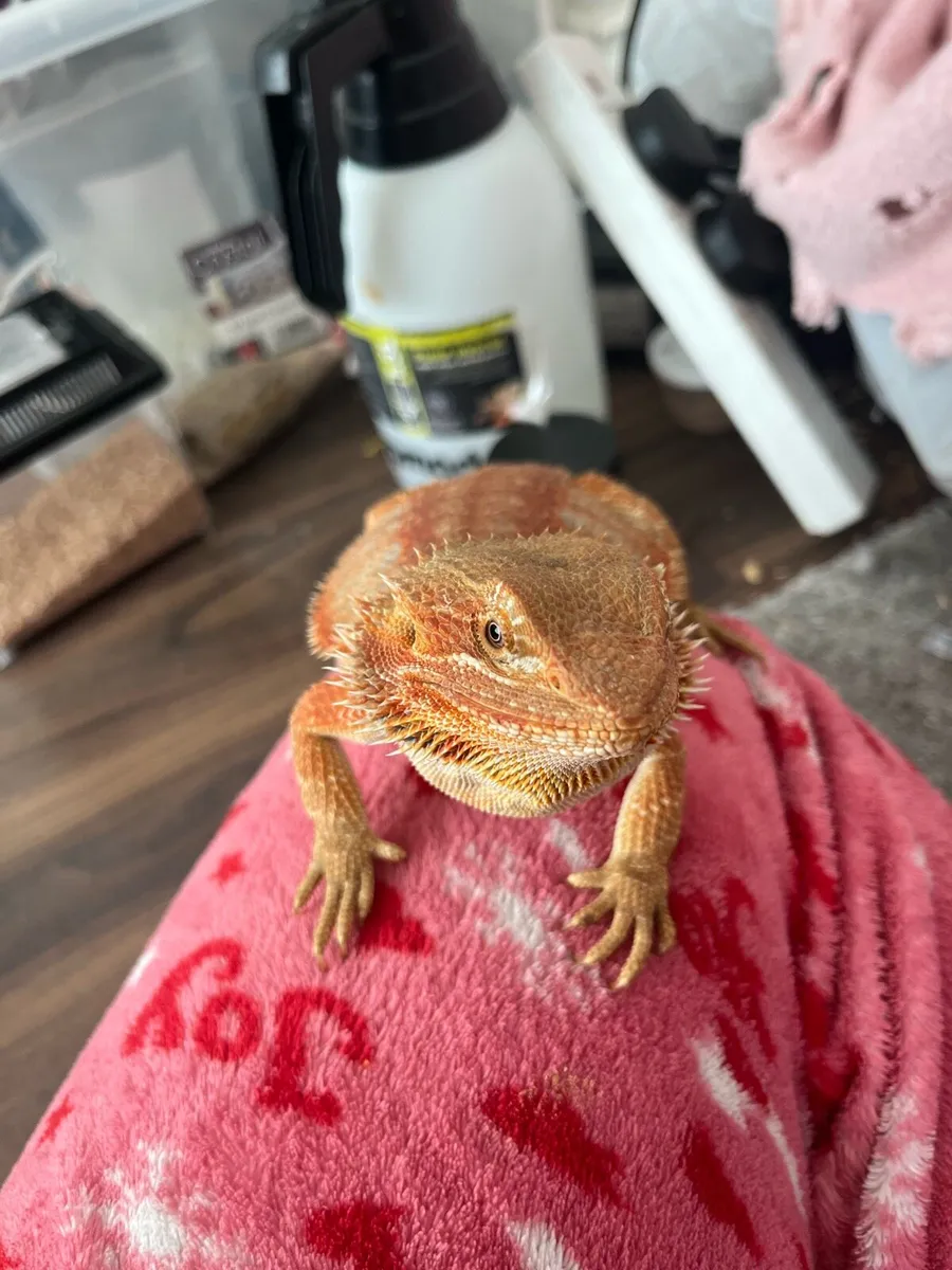 ✨Rare Super Citrus Tiger Bearded Dragon ✨ - Image 4