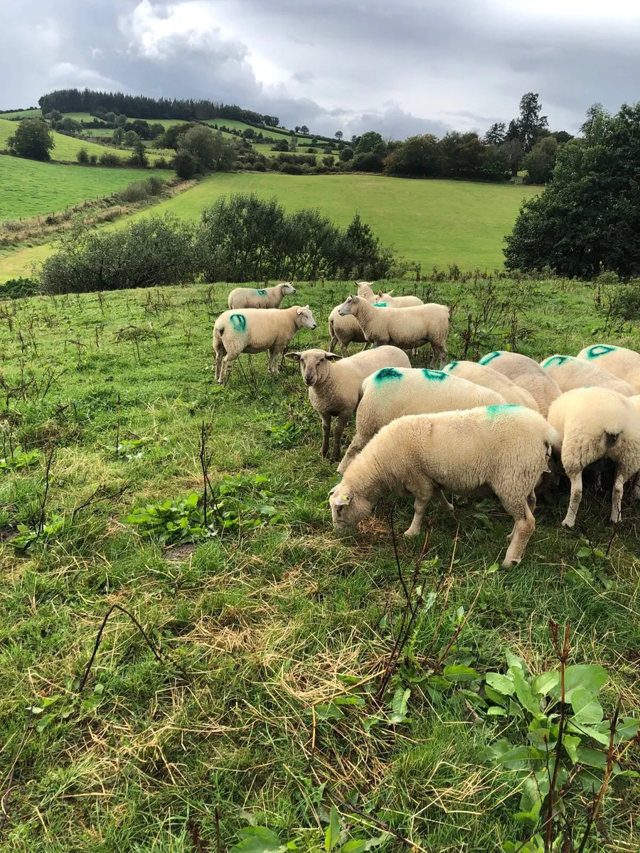 Organic hoggets - Image 1