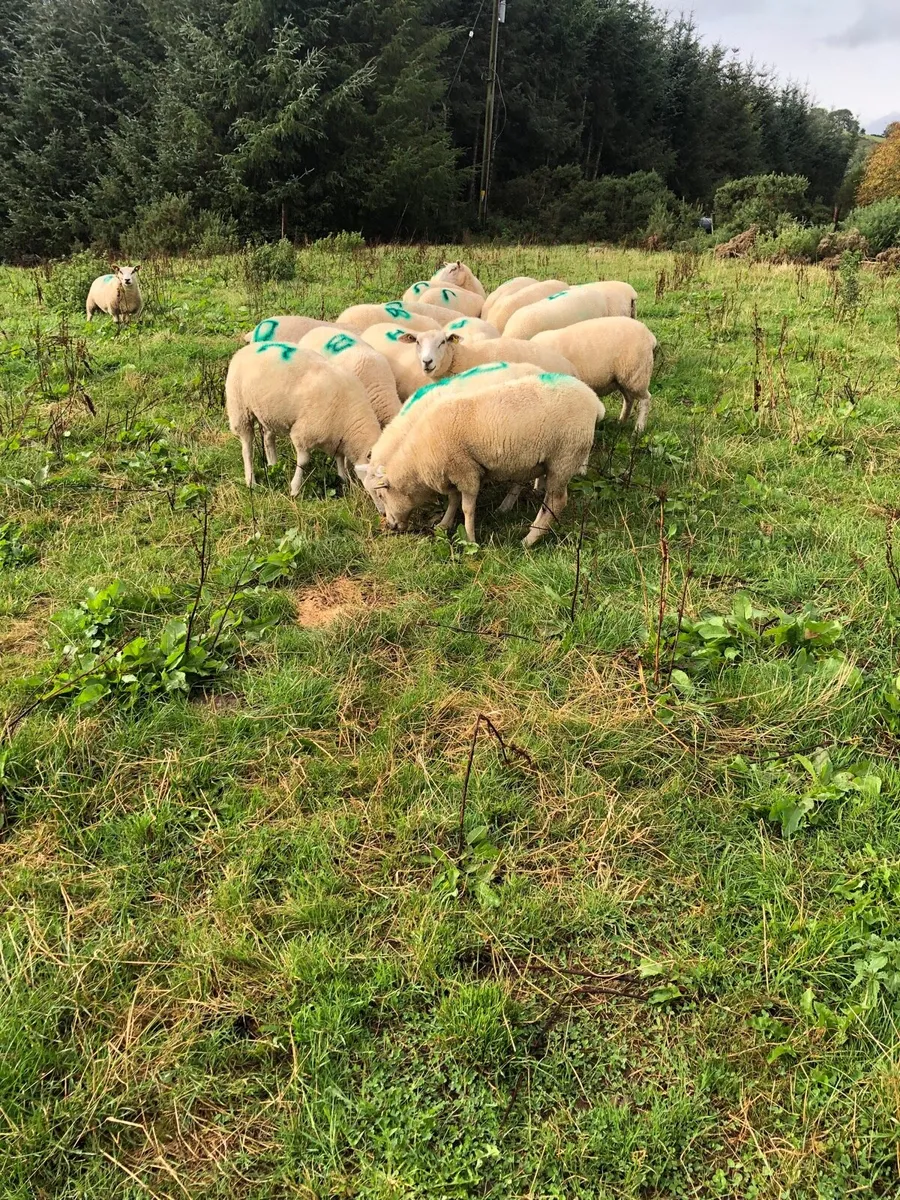 Organic hoggets - Image 2