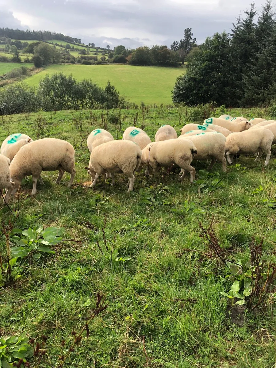 Organic hoggets - Image 3