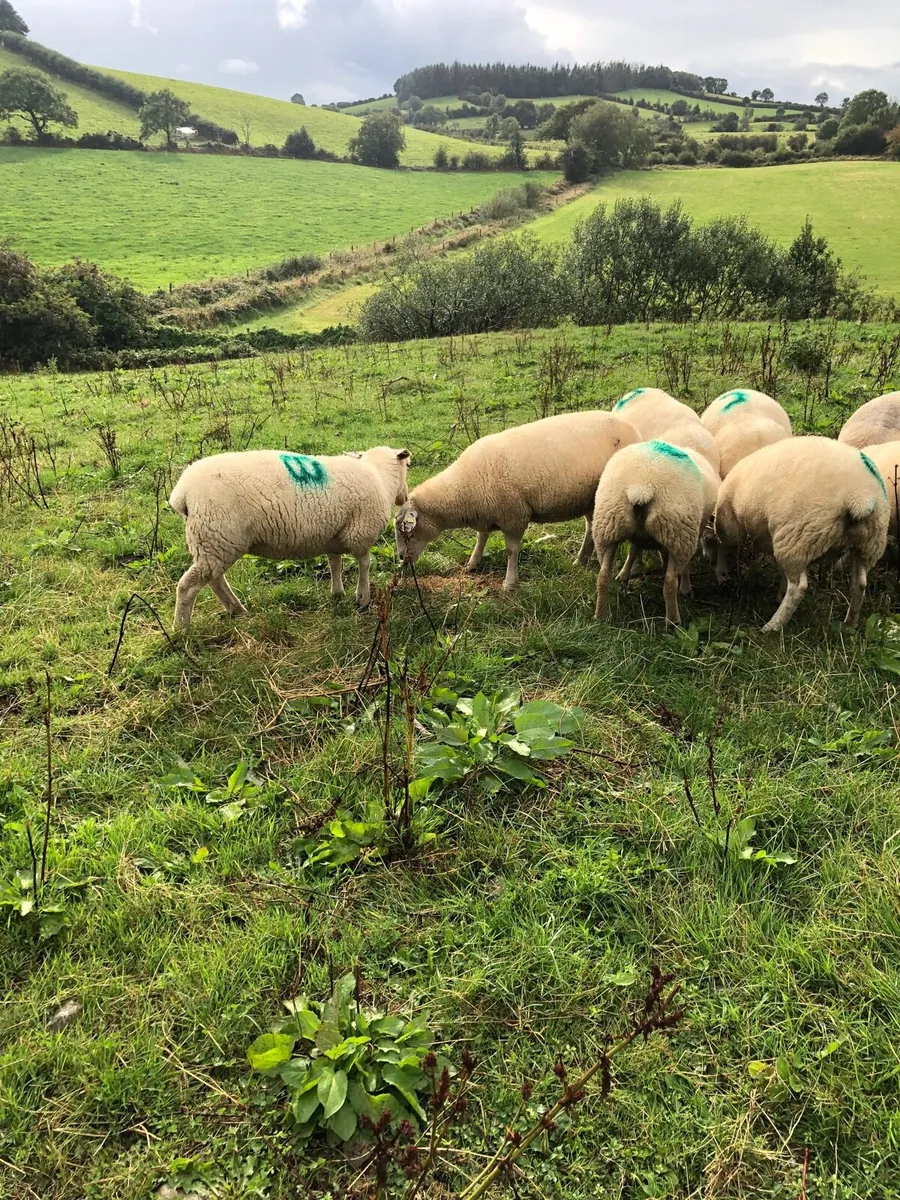 Organic hoggets - Image 4