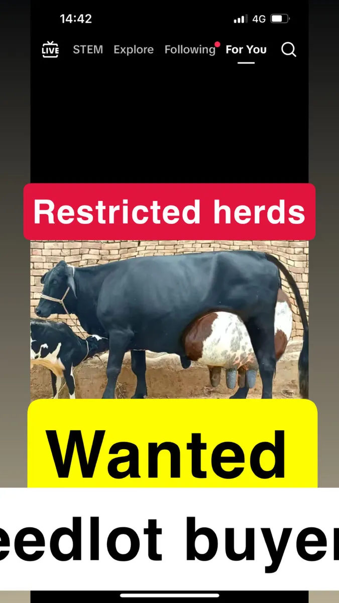 All livestock WANTED