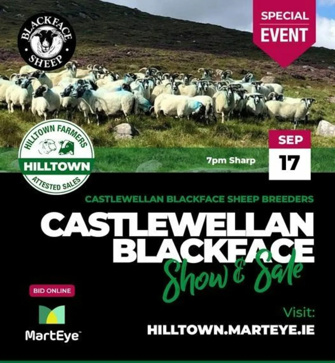 Castlewellan Blackface sale of Lanark Blackface - Image 1