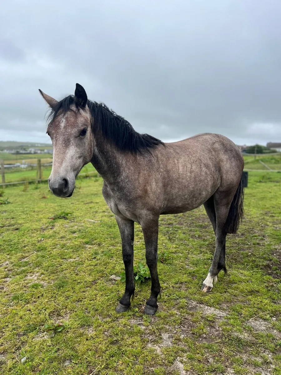 Connemara - Image 3
