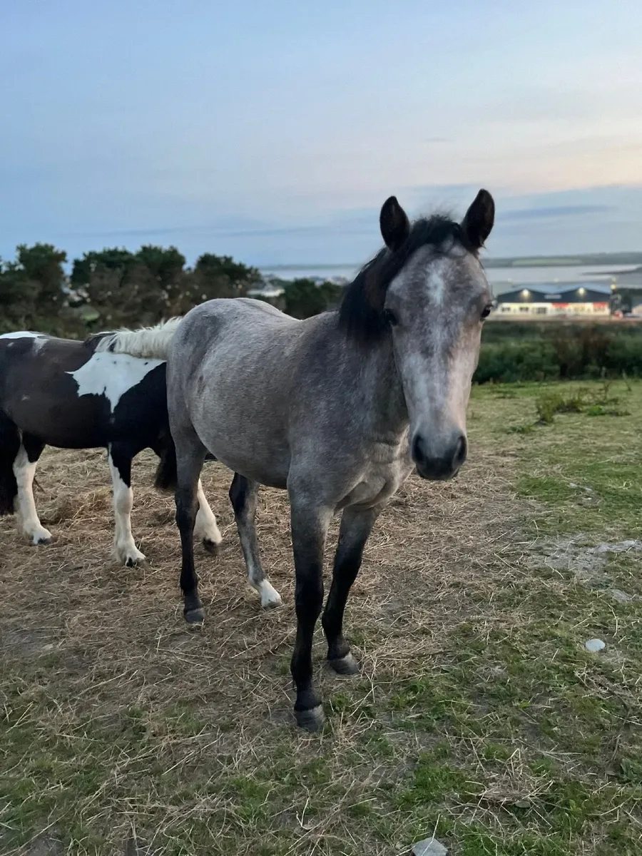 Connemara - Image 4