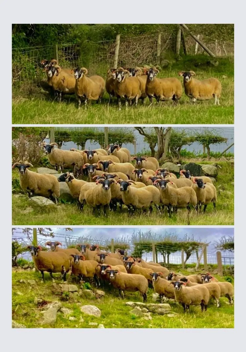 Castlewellan Blackface sale of Lanark Blackface - Image 2