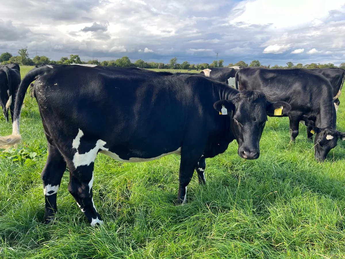 Incalf Heifers - Image 2