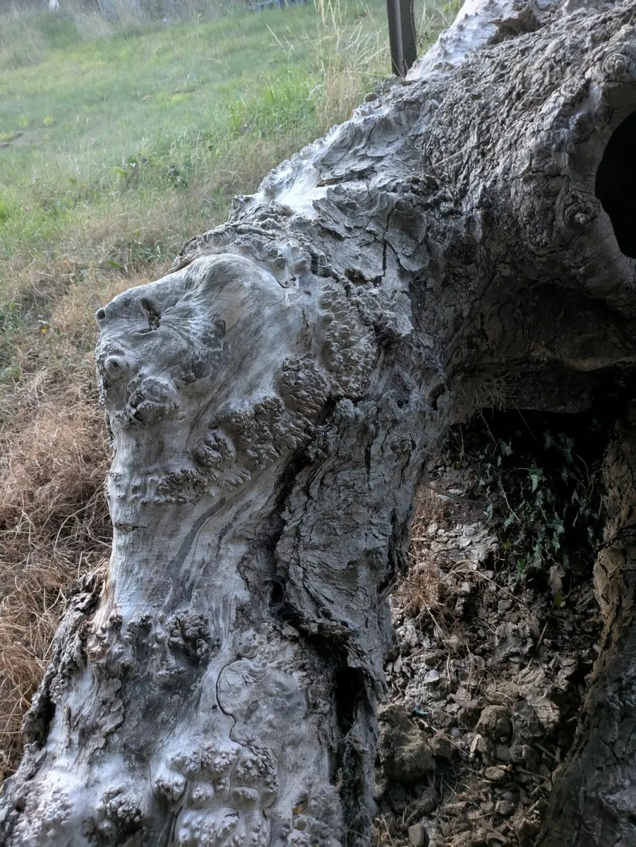 Silver birch berl - Image 1